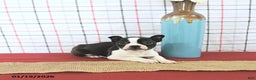 Boston Terrier dogs for sale: Juliet - Ad 4