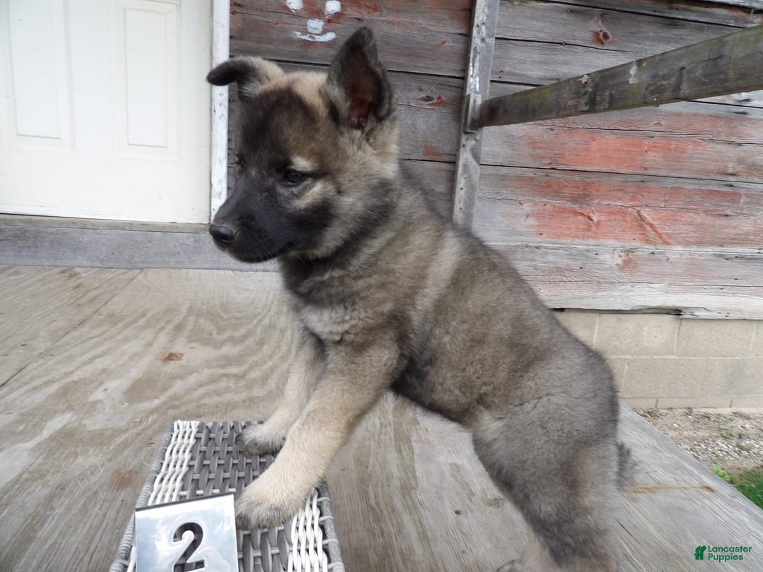 Gallery Image {{count}}