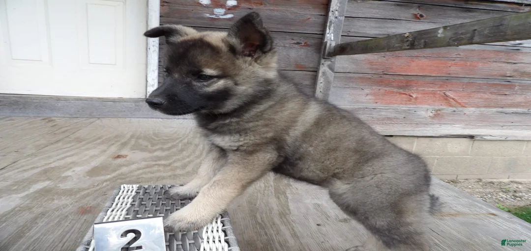 Gallery Image {{count}}