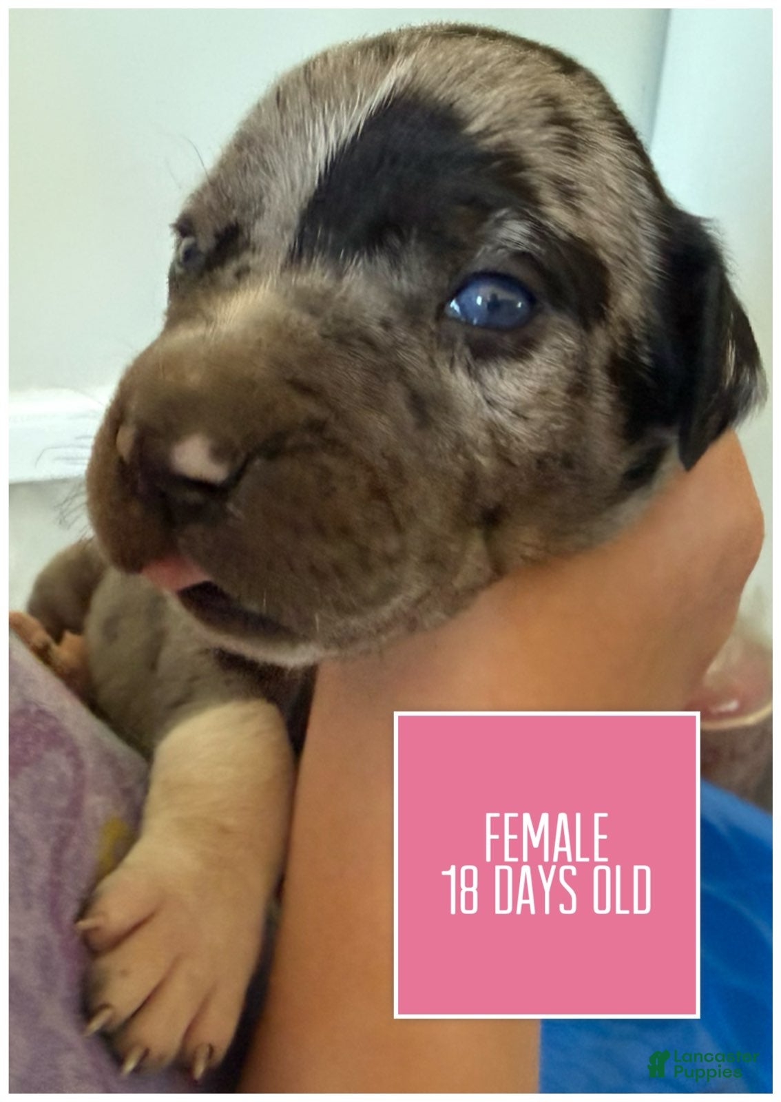 Catahoula Leopard Dog dogs Pinkie, Female - Ad 2