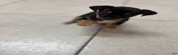 Mixed Breed dogs for sale: Mixed Breed 1 - Ad 3