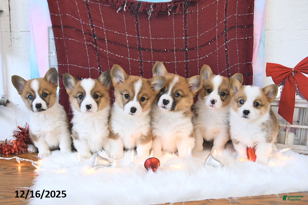 Welsh Corgi Pembroke dogs for sale: Roxy - Ad 3