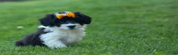 Corgipoo dogs for sale: NORMAN - Ad 2