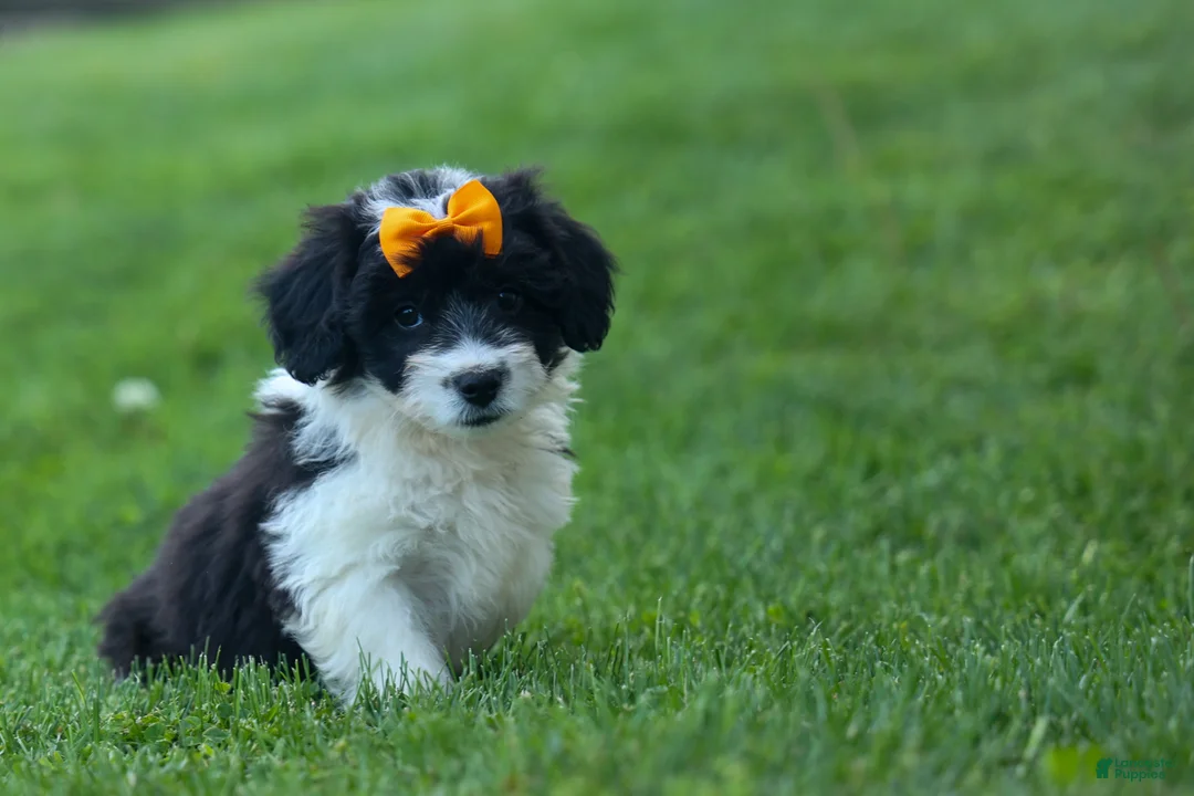 Corgipoo dogs for sale: NORMAN - Ad 2
