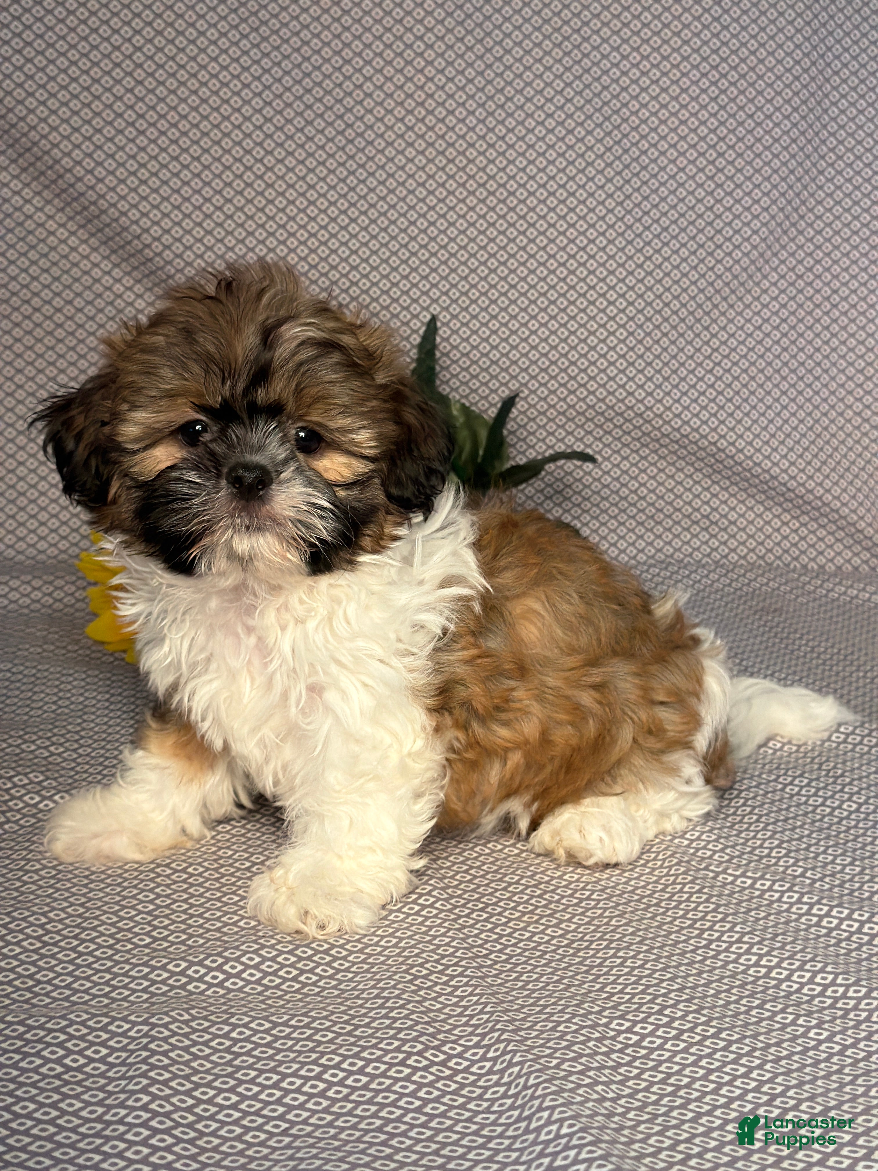 Shih Tzu dogs Brody - Ad 2