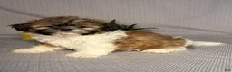 Shih Tzu dogs for sale: Brody - Ad 2