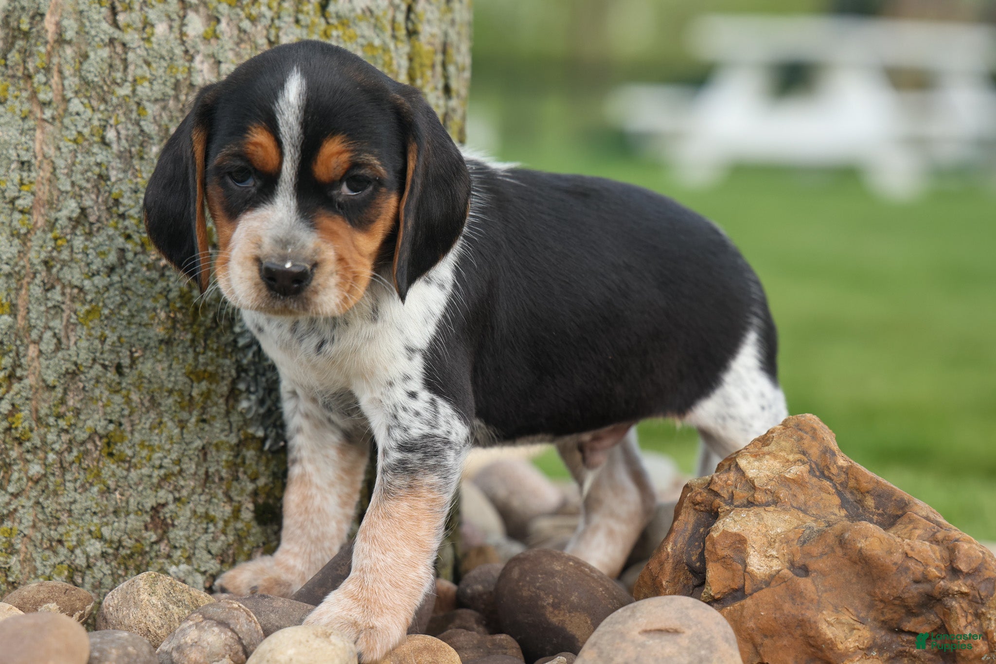 Beagle dogs  Cash🐶 - Ad 1