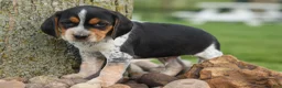 Beagle dogs for sale:  Cash🐶 - Ad 7