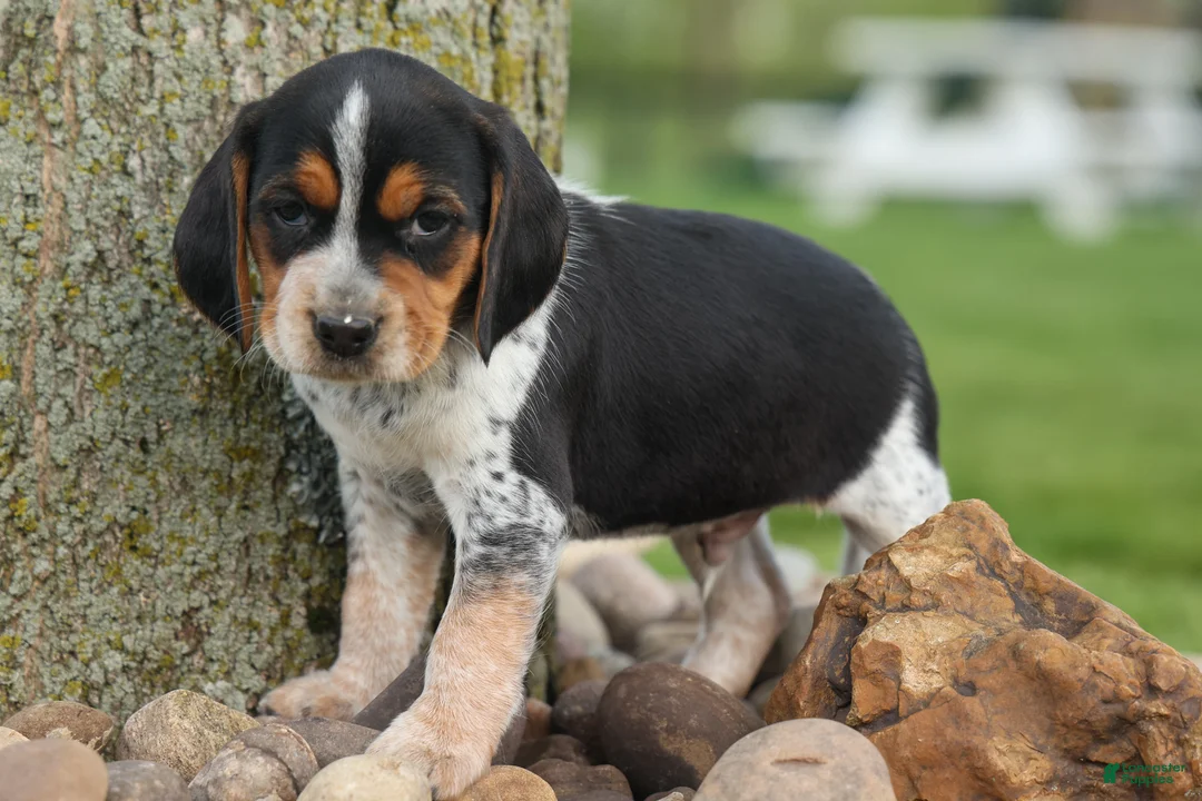 Beagle dogs for sale:  Cash🐶 - Ad 1
