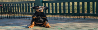 Doberman Pinscher Puppy 8
