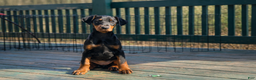 Doberman Pinscher dogs for sale: Doberman Pinscher Puppy 8 - Ad 1