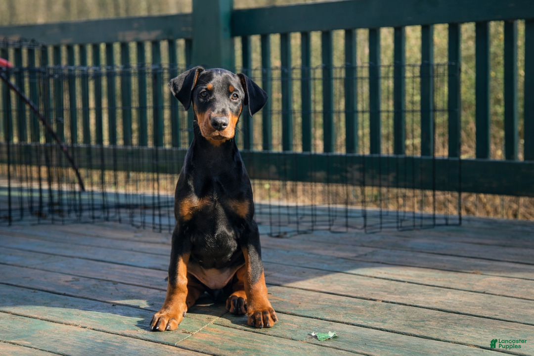 Doberman Pinscher dogs for sale: Doberman Pinscher Puppy 8 - Ad 1