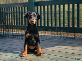 Doberman Pinscher dogs Doberman Pinscher Puppy 8 - Ad 21
