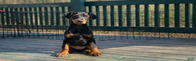 Doberman Pinscher Puppy 8