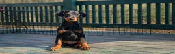 Doberman Pinscher dogs for sale: Doberman Pinscher Puppy 8 - Ad 1