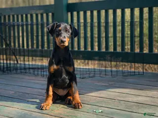 Doberman Pinscher dogs Doberman Pinscher Puppy 8 - Ad 33