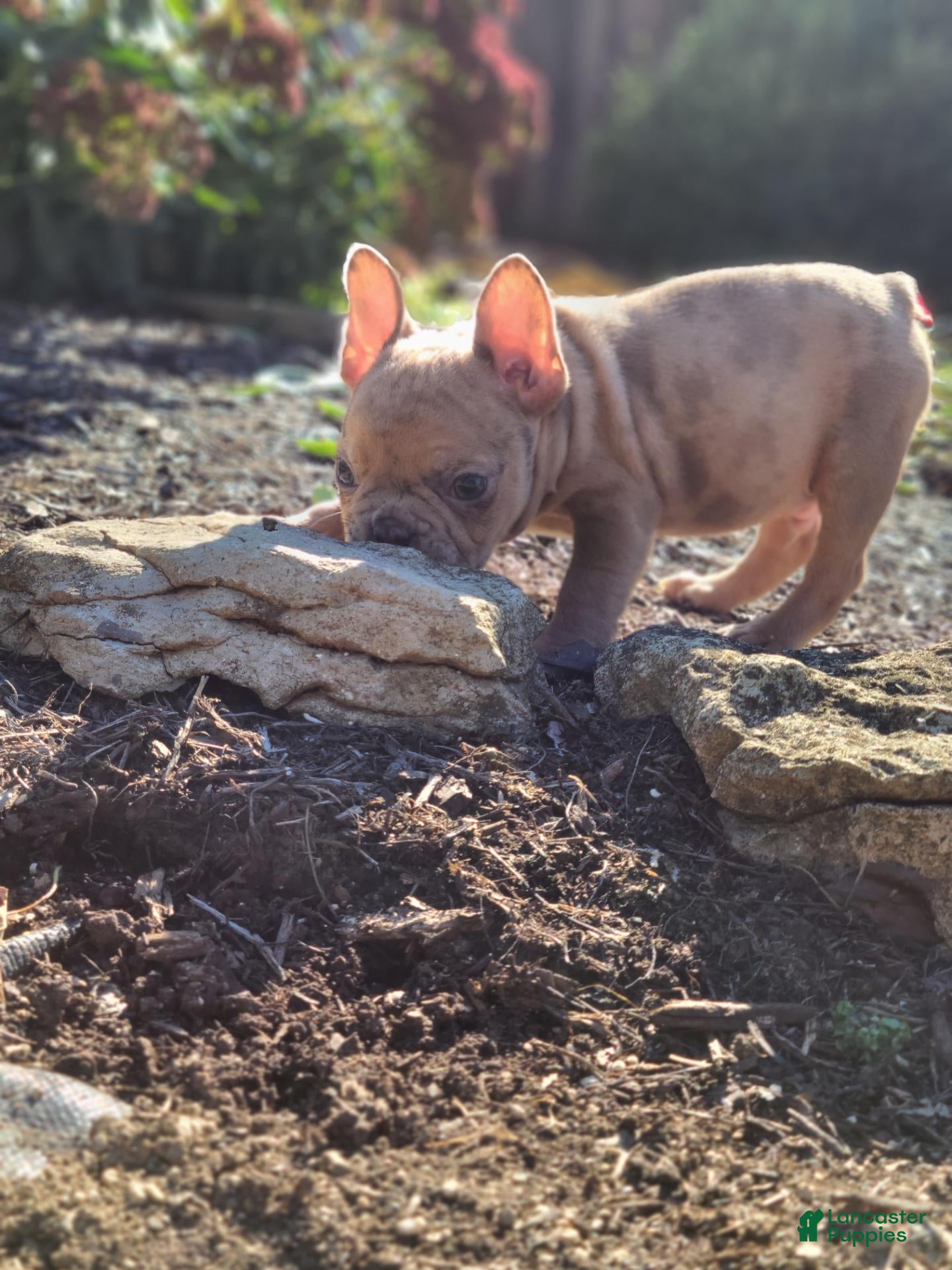 Frenchton dogs Jared - Ad 2