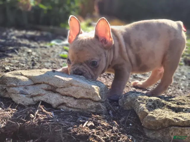 Frenchton dogs for sale: Jared - Ad 2