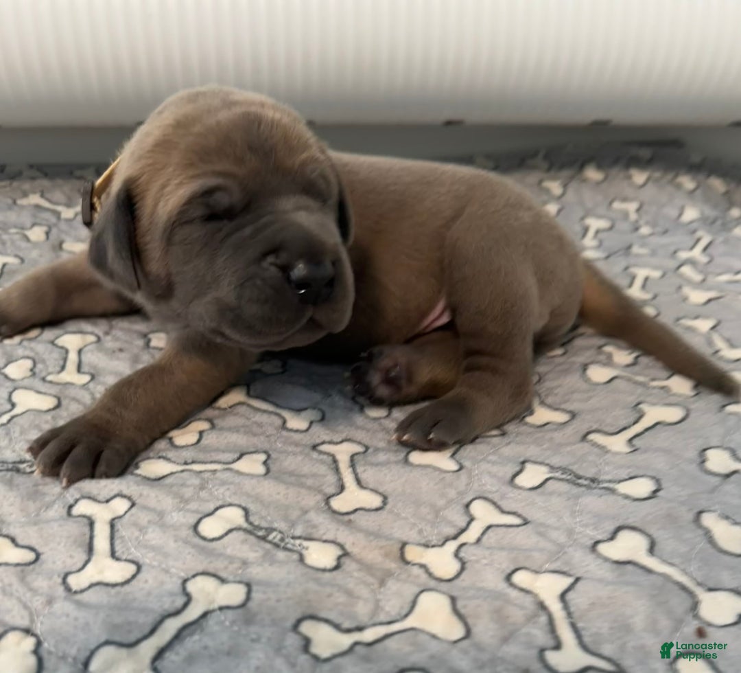 Great Dane dogs for sale: Tan Collar - Ad 1