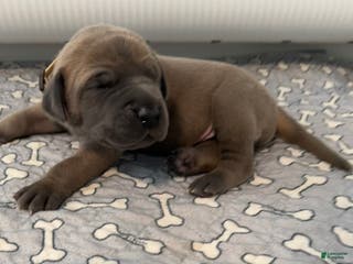 Great Dane dogs Tan Collar - Ad 12