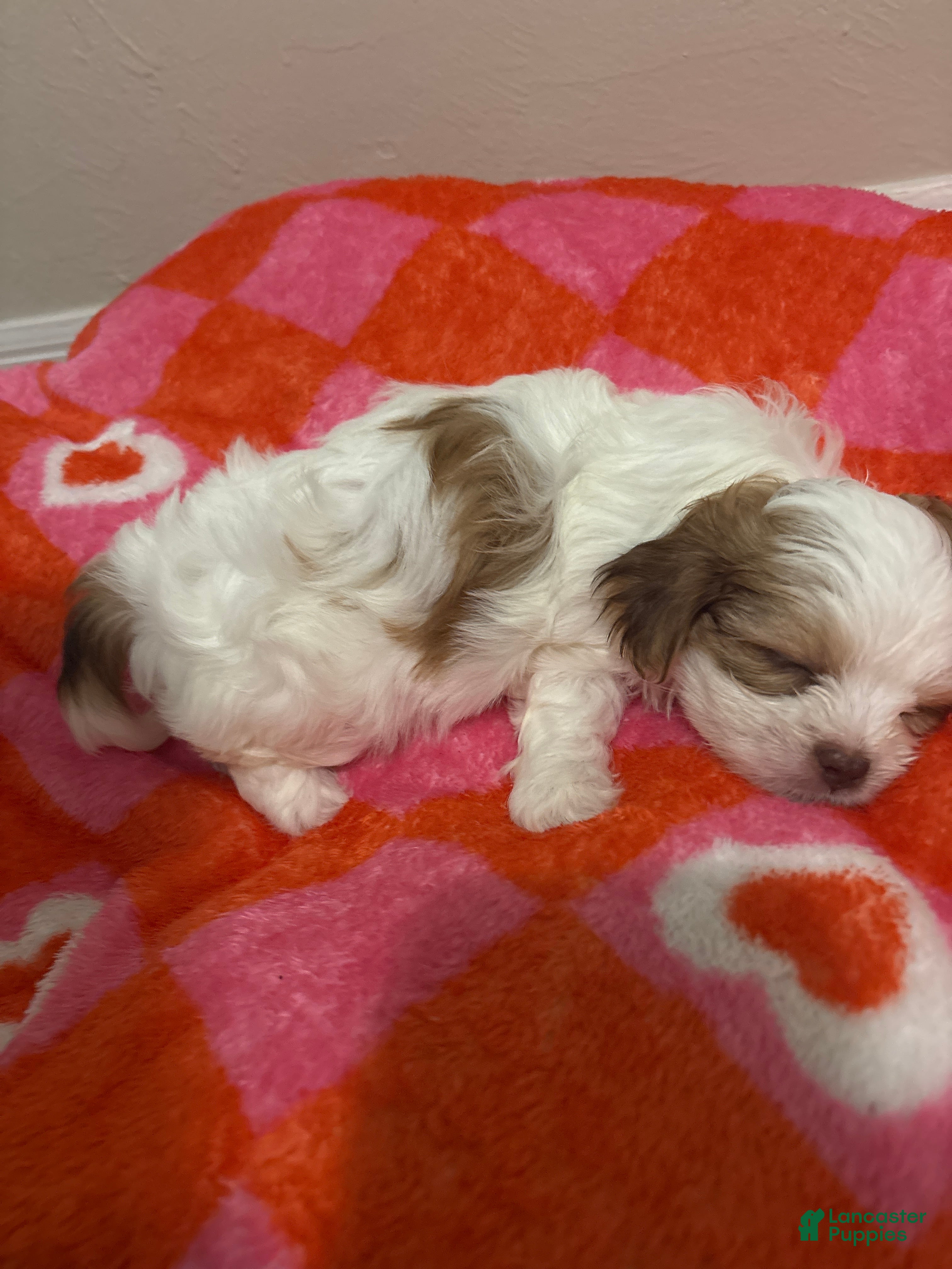 Malshi dogs Brownie  - Ad 9