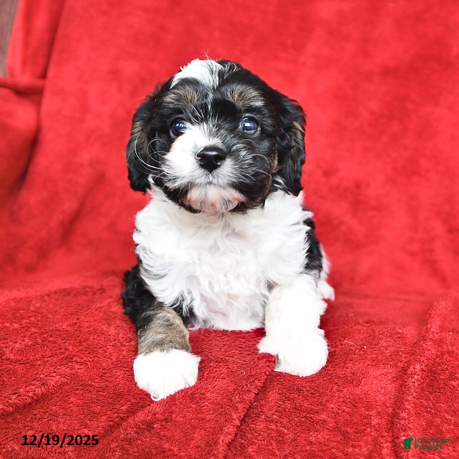 Cavapoo dogs Gracie - Ad 21