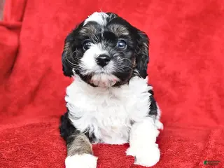 Cavapoo dogs Gracie - Ad 27