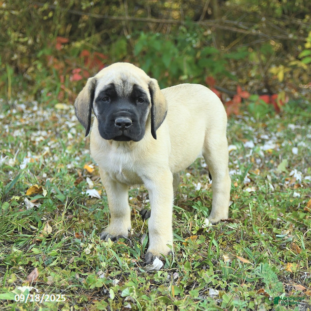 English Mastiff Puppies for sale Lancaster Puppies