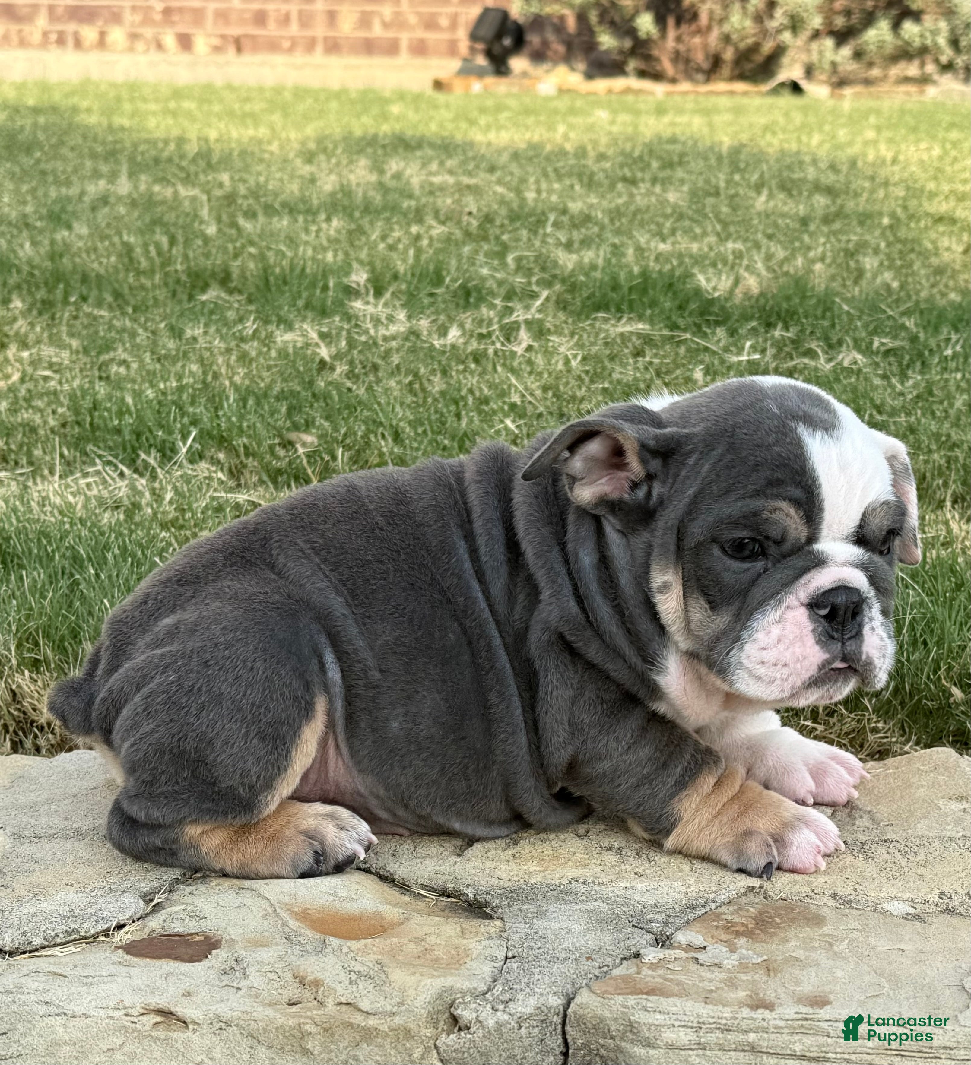 English Bulldog dogs MUFFIN TOP-English Bulldog 6 - Ad 2