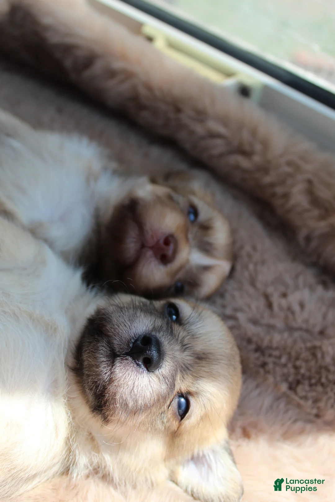 Mixed Breed dogs for sale: Mixed Breed 2 - Ad 1