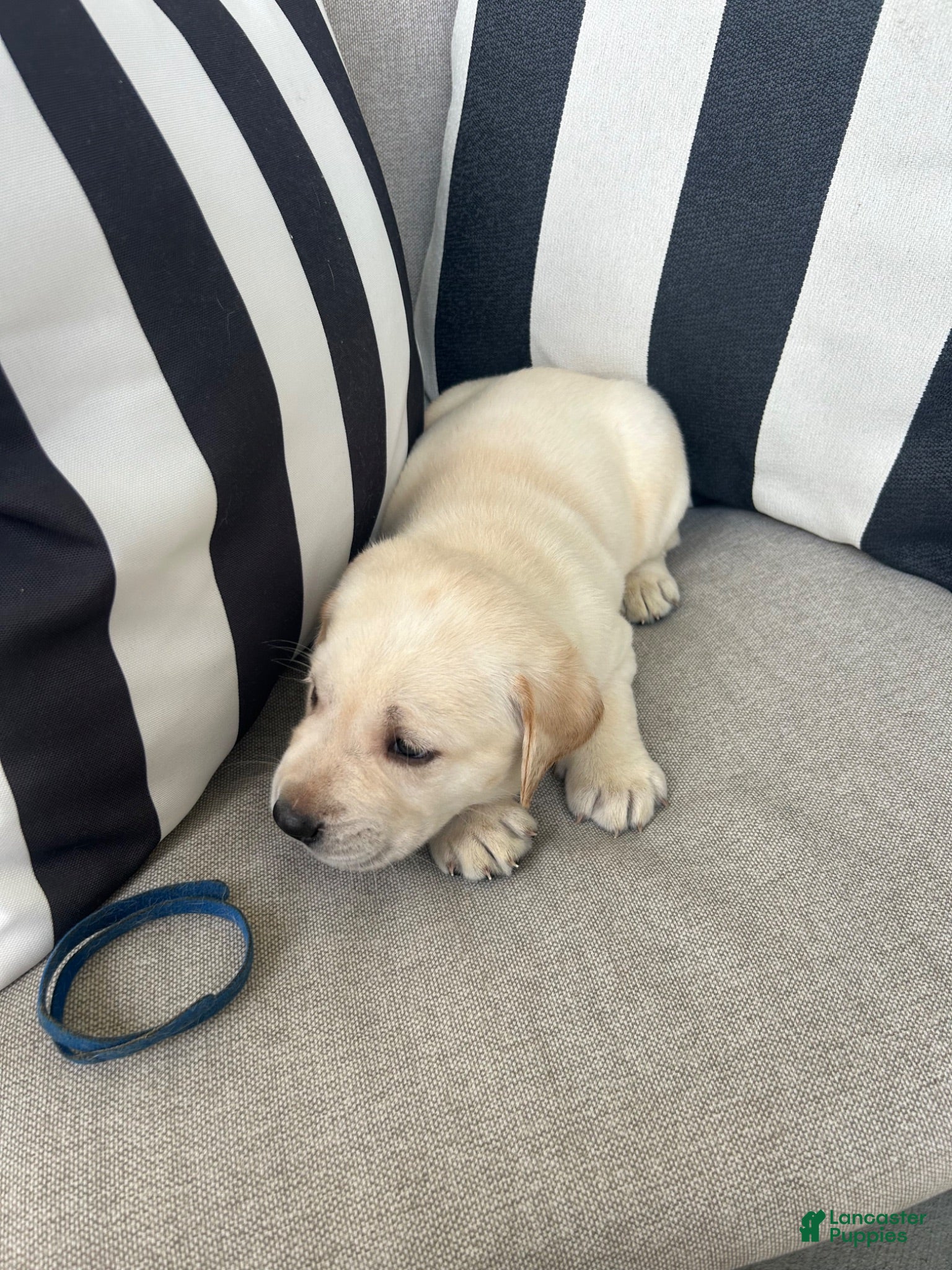 Labrador Retriever dogs Labrador Retriever 9 - Ad 1