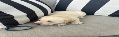 Labrador Retriever 9