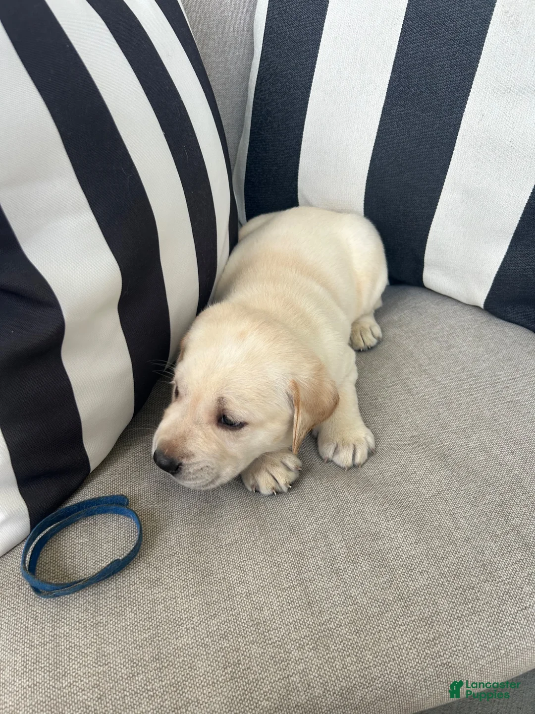Labrador Retriever dogs for sale: Labrador Retriever 9 - Ad 1