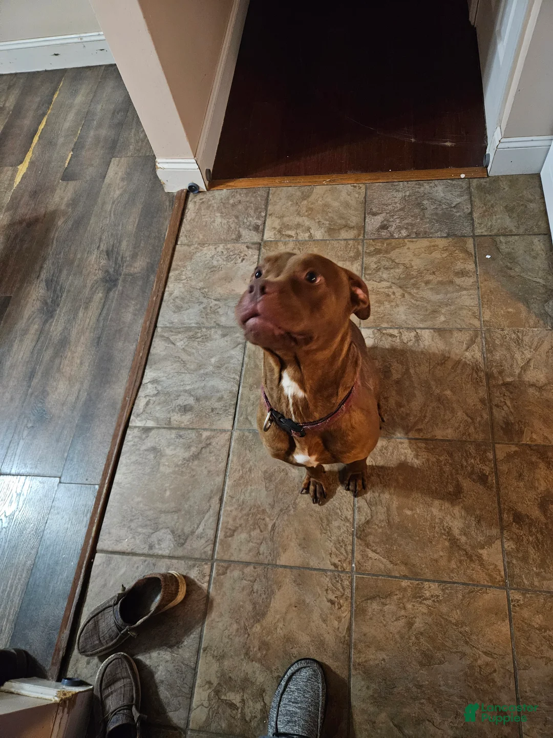 American Pit Bull Terrier dogs for sale: American Pit Bull Terrier Puppy 1 - Ad 2