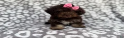 Cockapoo dogs for sale: Sloan - Ad 4