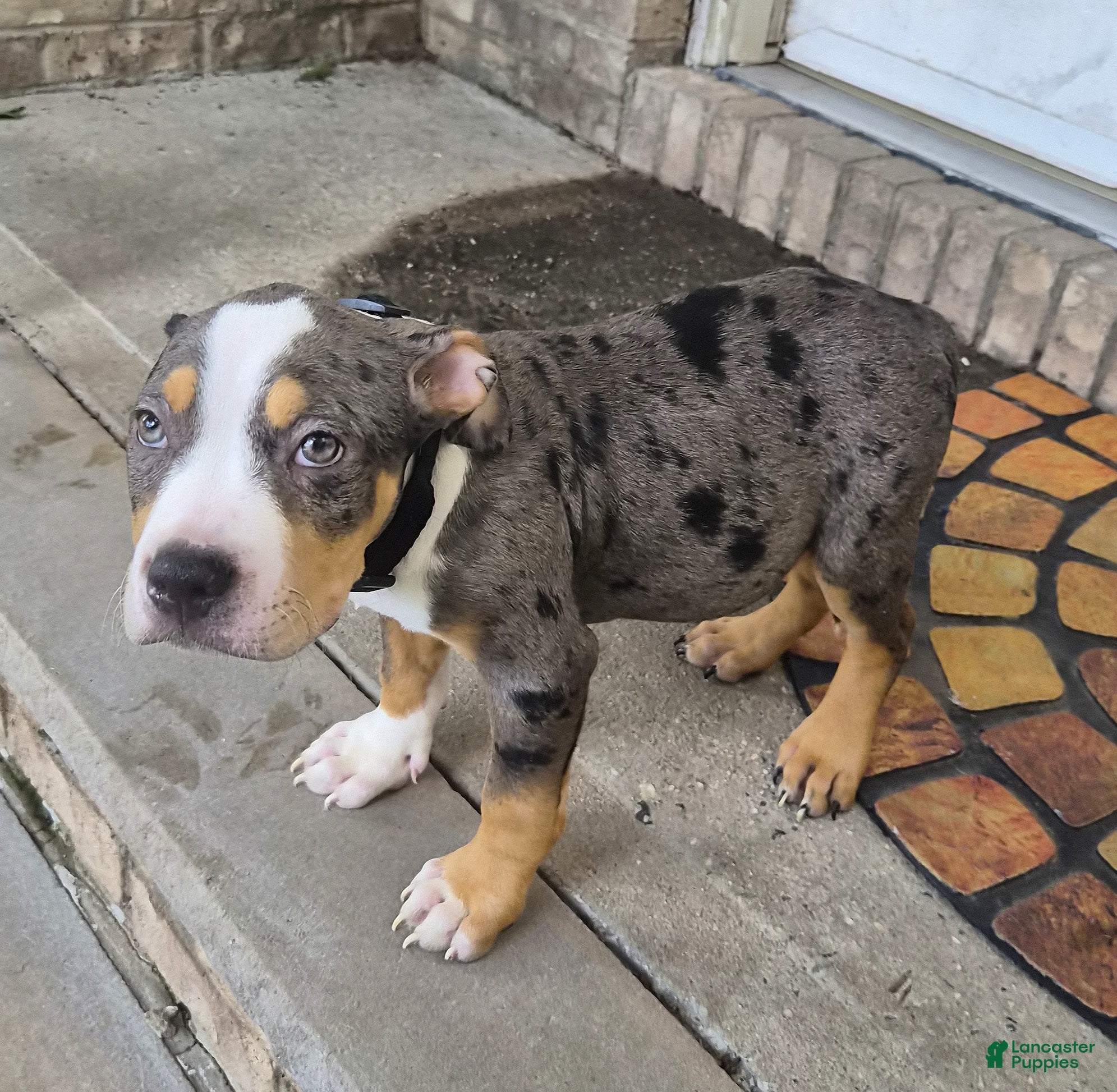 American Bully dogs "LUDACRIS" BLUE MERLE TRI COLOR - Ad 30