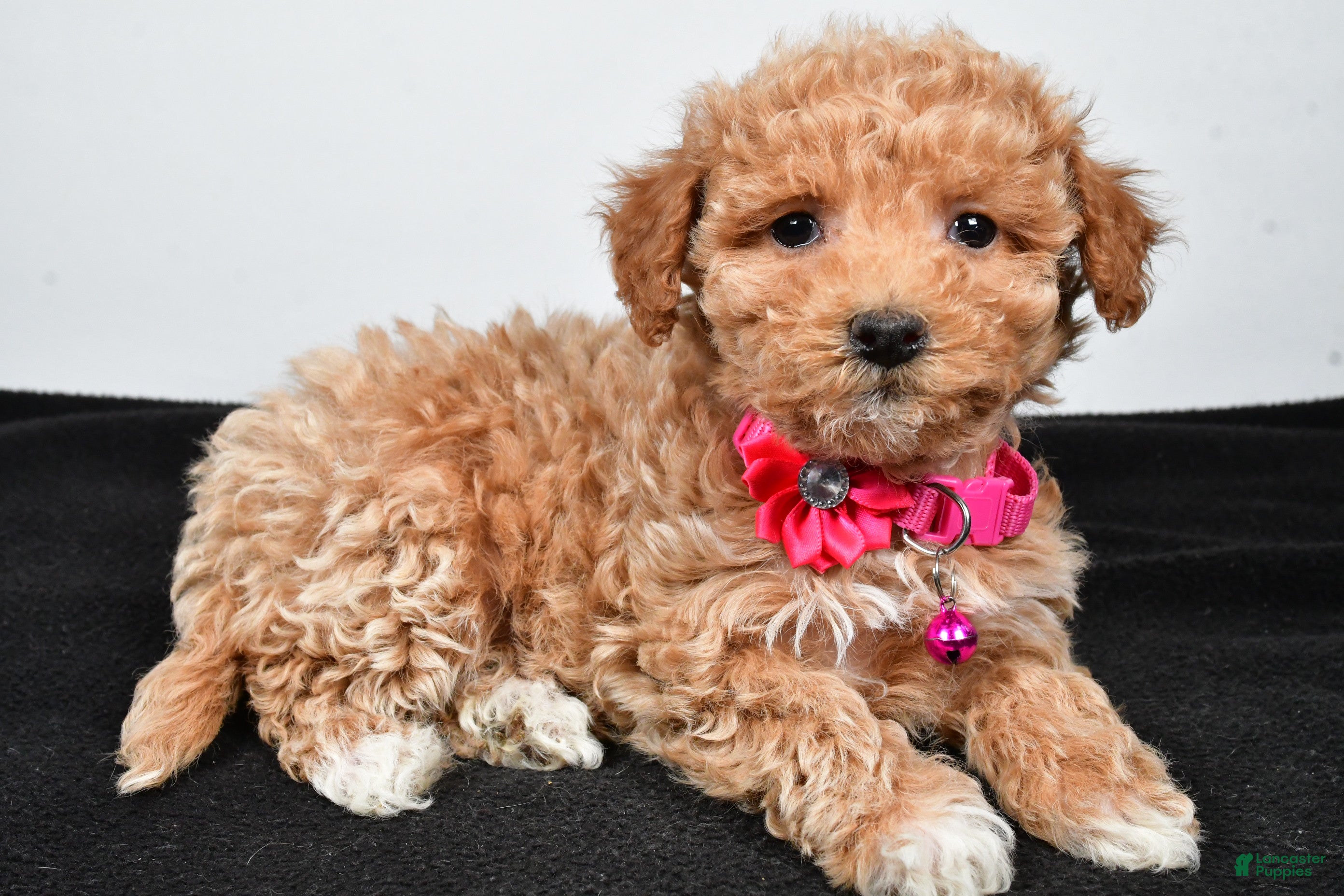 Maltipoo dogs Sally - Ad 9
