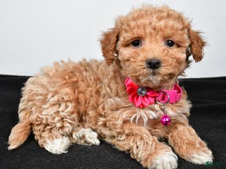 Maltipoo dogs Sally - Ad 37