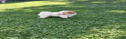 Miniature Poodle dogs for sale: Nick - Ad 3