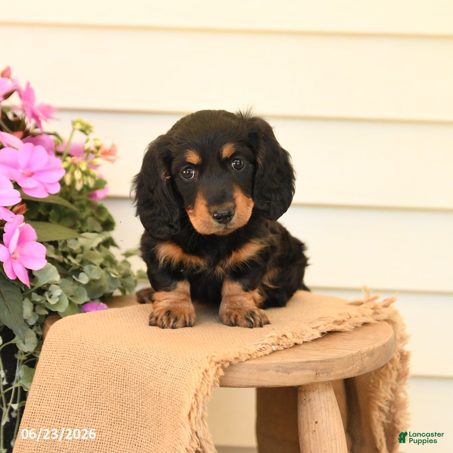 Dachshund dogs Twila - Ad 1