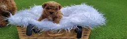 Toy Poodle dogs for sale: Daisy - Ad 5