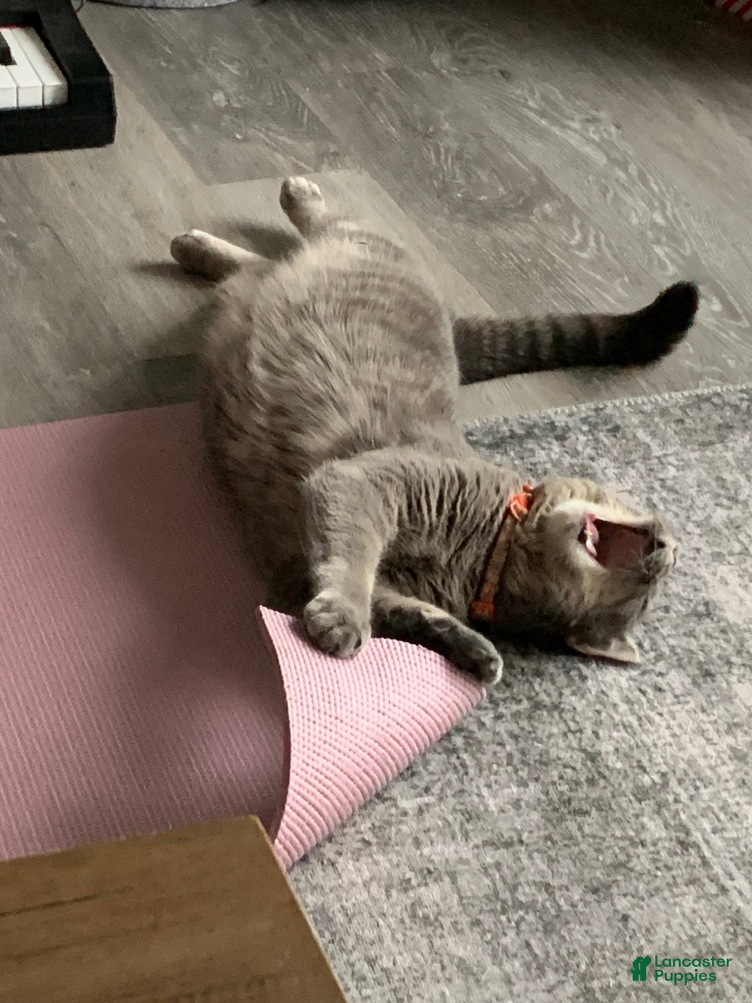 Mixed Breed dogs for sale: rosy - Ad 11