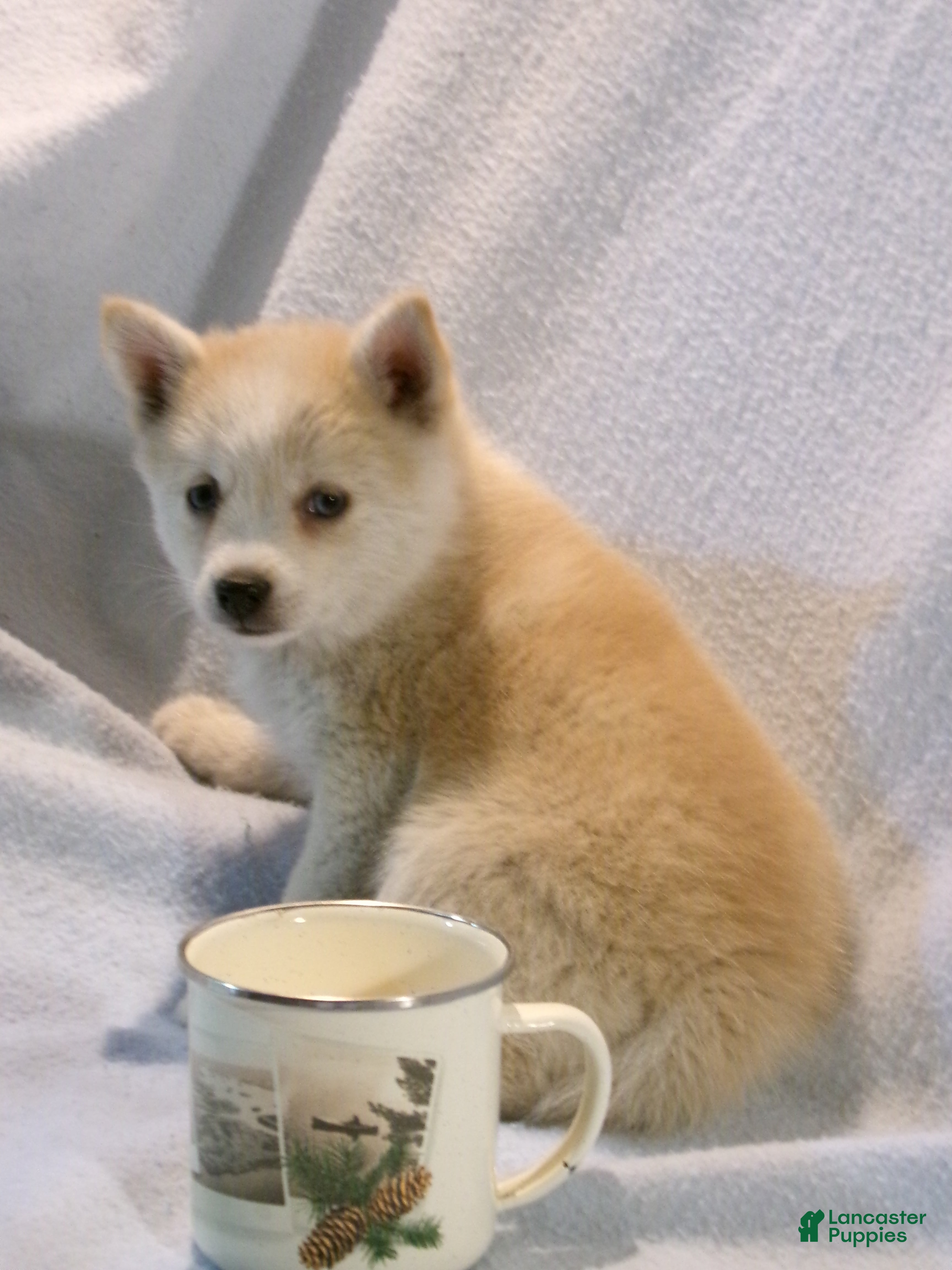 Pomsky dogs Latte - Ad 1