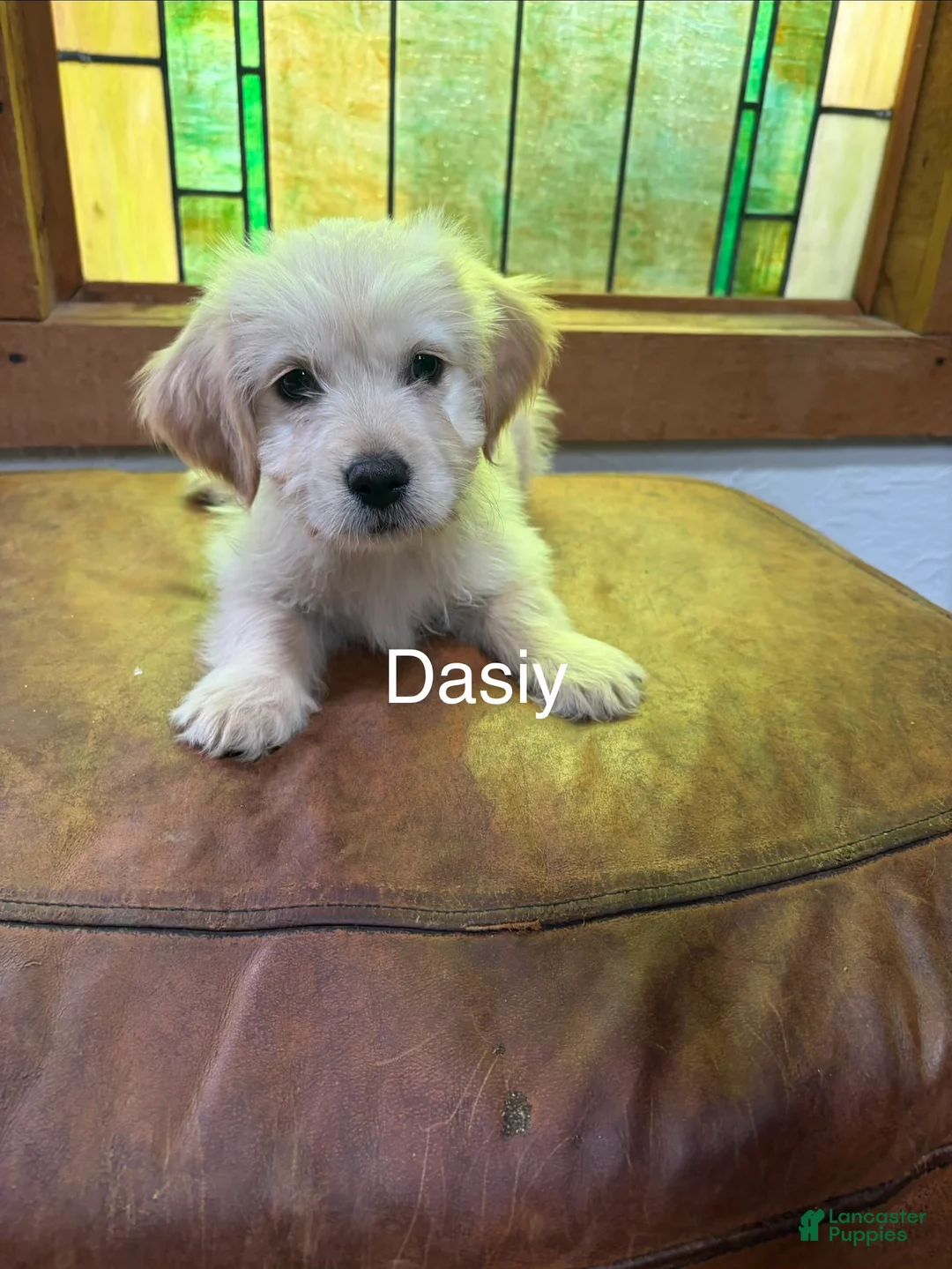 Mixed Breed dogs for sale: Daisy - Ad 1