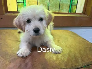 Mixed Breed dogs Daisy - Ad 42