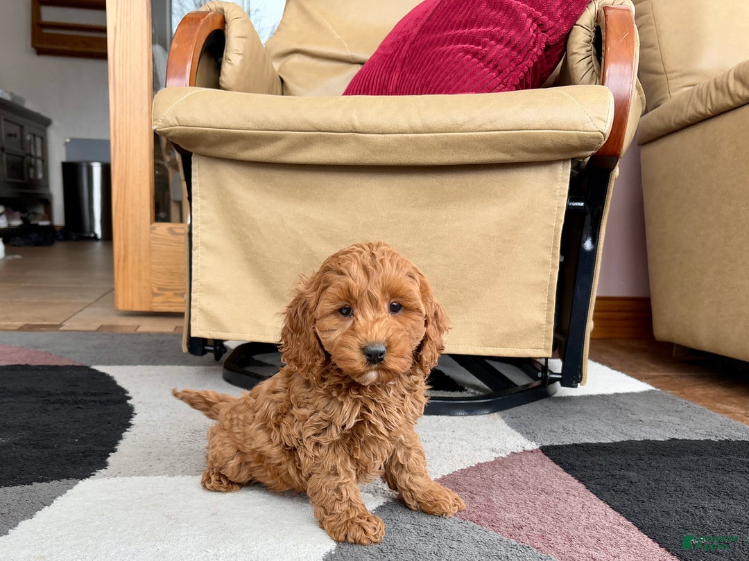 Cockapoo dogs for sale: Cockapoo female 2 - Ad 5