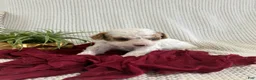 Cavapoo dogs for sale: Peanut - Ad 4