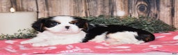 Cavalier King Charles Spaniel dogs for sale: Axel - Ad 5