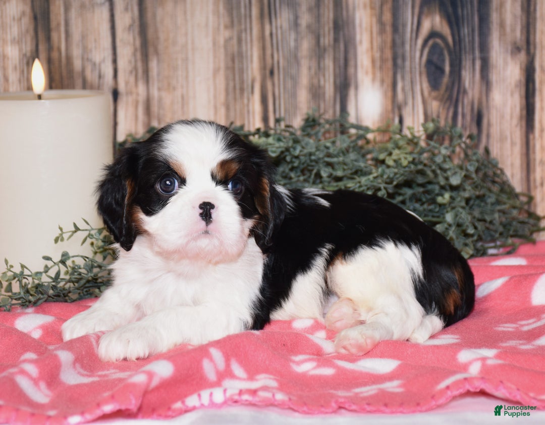 Cavalier King Charles Spaniel dogs for sale: Axel - Ad 5