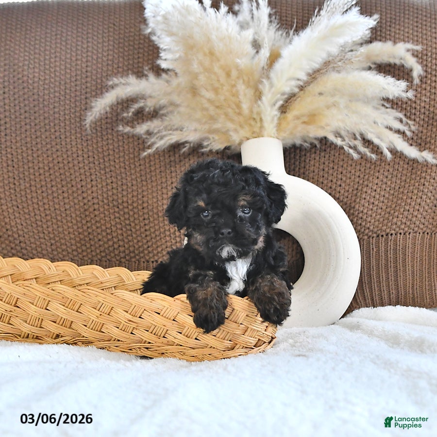 Toy Poodle dogs Lillie - Ad 1